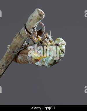 Resh cicada (Megatibicen resh), die aus der Nymphe während der Mauser auftaucht, Galveston, Texas, USA. Stockfoto