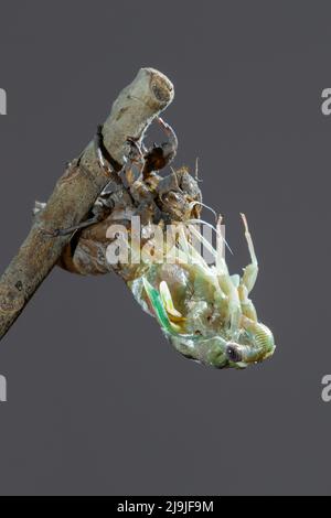 Resh cicada (Megatibicen resh), die aus der Nymphe während der Mauser auftaucht, Galveston, Texas, USA. Stockfoto