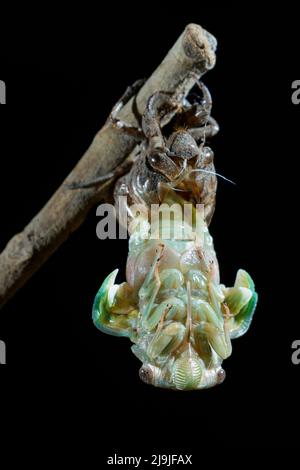 Resh cicada (Megatibicen resh), die aus der Nymphe während der Mauser auftaucht, Galveston, Texas, USA. Stockfoto