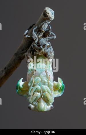 Resh cicada (Megatibicen resh), die aus der Nymphe während der Mauser auftaucht, Galveston, Texas, USA. Stockfoto