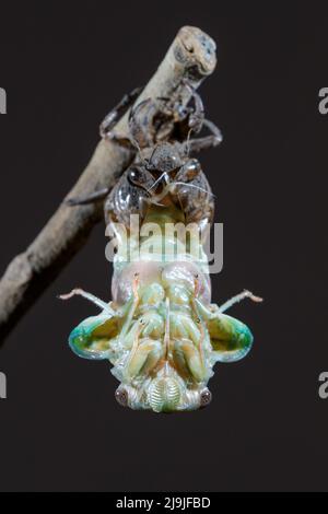 Resh cicada (Megatibicen resh), die aus der Nymphe während der Mauser auftaucht, Galveston, Texas, USA. Stockfoto