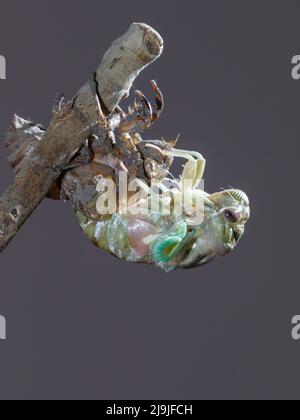 Resh cicada (Megatibicen resh), die aus der Nymphe während der Mauser auftaucht, Galveston, Texas, USA. Stockfoto