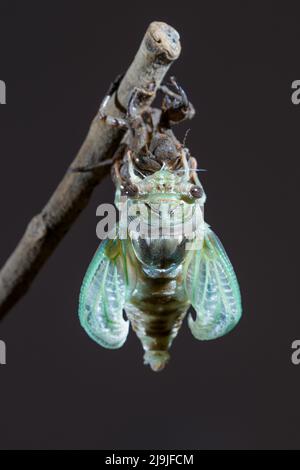 Resh cicada (Megatibicen resh), die aus der Nymphe während der Mauser auftaucht, Galveston, Texas, USA. Stockfoto