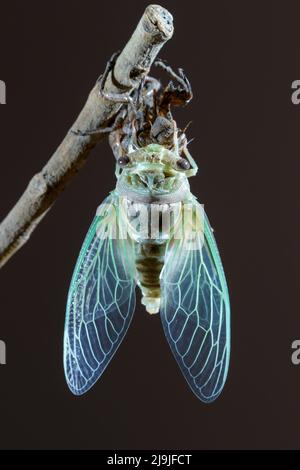 Resh cicada (Megatibicen resh), neu aus Nymphe geschmolzen, breitet seine Flügel aus, Galveston, Texas, USA. Stockfoto