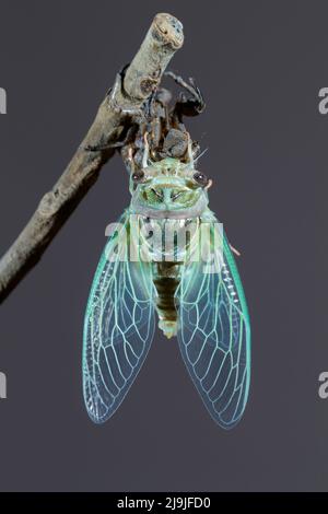 Resh cicada (Megatibicen resh), neu aus Nymphe geschmolzen, breitet seine Flügel aus, Galveston, Texas, USA. Stockfoto