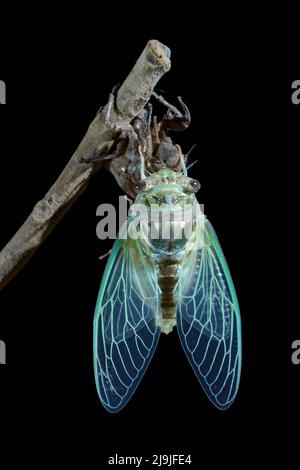 Resh cicada (Megatibicen resh), neu aus Nymphe geschmolzen, breitet seine Flügel aus, Galveston, Texas, USA. Stockfoto