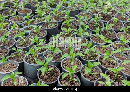 Setzlinge mit süßem bulgarischen Pfeffer, die in einem Kunststofftablett wachsen Stockfoto