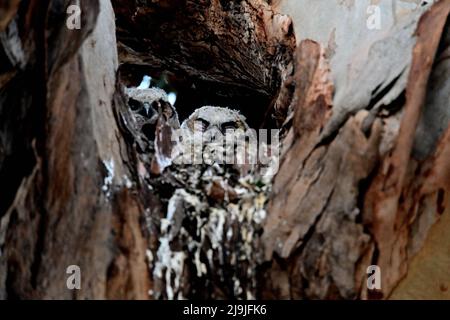 Große gehörnte Eule - Bubo virginianus Stockfoto