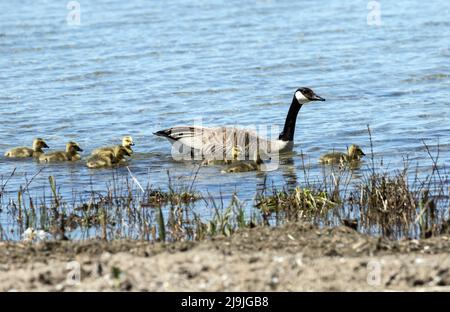 Eine Mutter Kanadagans mit sieben Gänsen, die im Lake Ontario im Presqu'ile Provincial Park, Kanada, schwimmen.Wissenschaftlicher Name Branta canadensis Stockfoto