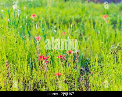 Nahaufnahme der Texas Indian Paintbrush Blossom in Oklahoma Stockfoto