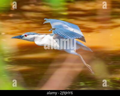 Nahaufnahme des Schwarzkronenreiher, der in Oklahoma fliegt Stockfoto