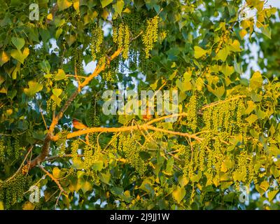 Nahaufnahme von Sperling und Populus deltoides in Oklahoma Stockfoto