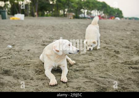 Zwei weiße Hunde spielen am Strand Stockfoto