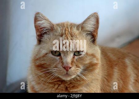 Eine Feral Red Cat wartet auf eine Mahlzeit Stockfoto