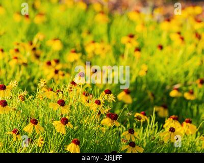 Nahaufnahme der Echinacea-Blüte in Oklahoma Stockfoto