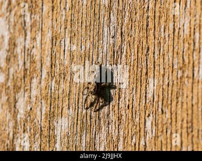 Nahaufnahme einer Bräunungsspinne in Oklahoma Stockfoto
