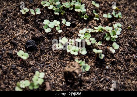 Aus dem Boden kommende Rucola-Sprossen. Gärtnern und gesunde Lebensmittel anbauen. Stockfoto