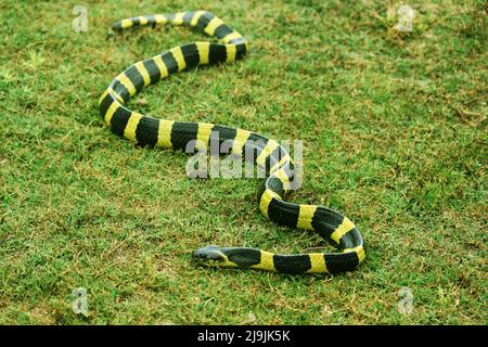 Die gebänderte Krait ist eine Art von elapiden Schlangen, die auf dem indischen Subkontinent, in Südostasien und im südlichen China gefunden wird. Stockfoto