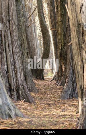 Ein Baum ragt auf einem Weg durch den Wald aus der Menge heraus Stockfoto