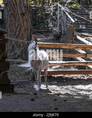 Amerikanisches Miniaturpferd. Palomino Fohlen im Stall. Straßenfoto, selektiver Fokus Stockfoto