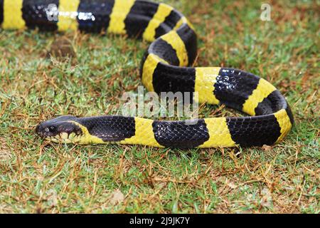 Die gebänderte Krait ist eine Art von elapiden Schlangen, die auf dem indischen Subkontinent, in Südostasien und im südlichen China gefunden wird. Stockfoto