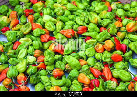 Rote und grüne scharf gewürzte Chilischoten auf Lager zum Verkauf Stockfoto