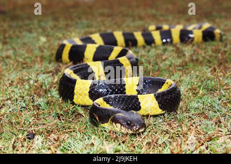 Die gebänderte Krait ist eine Art von elapiden Schlangen, die auf dem indischen Subkontinent, in Südostasien und im südlichen China gefunden wird. Stockfoto