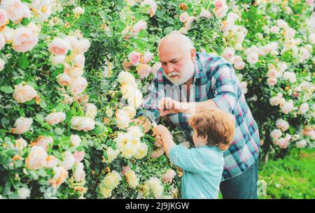 Pflege und Bewässerung der Blumenrose. Großvater mit Enkel gärtnern zusammen. Enkel und Großvater verbringen Zeit im Obstgarten. Papa lehrt wenig Stockfoto