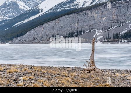 Driftwood am Rande des gefrorenen Spray Lakes Reservoir in Kananaskis Country, Alberta Stockfoto