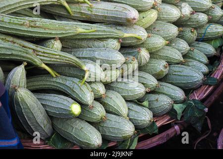 Frischer und gesunder Snake Gourd Vorrat im Laden Stockfoto