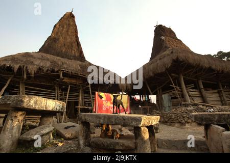 Ein Hund, der auf einem megalithischen Dolmen steht, auf einem Bettüberzug, der in der Sonne getrocknet wird, und traditionellen Häusern im traditionellen Dorf Tarung in Soba Wawi, Loli, Waikabubak, West Sumba, East Nusa Tenggara, Indonesien. Stockfoto