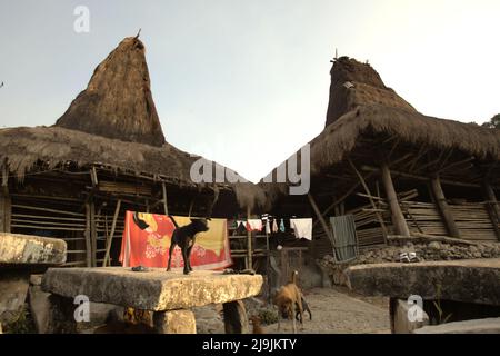 Ein Hund, der auf einem megalithischen Dolmen steht, auf einem Bettüberzug, der in der Sonne getrocknet wird, und traditionellen Häusern im traditionellen Dorf Tarung in Soba Wawi, Loli, Waikabubak, West Sumba, East Nusa Tenggara, Indonesien. Stockfoto