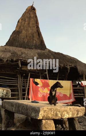 Ein Hund, der auf einem megalithischen Dolmen sitzt, auf einem Bettbezug, der in der Sonne getrocknet wird, und traditionellen Häusern im traditionellen Dorf Tarung in Soba Wawi, Loli, Waikabubak, West Sumba, East Nusa Tenggara, Indonesien. Stockfoto