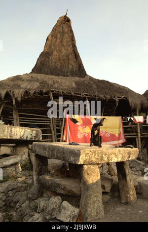 Ein Hund, der auf einem megalithischen Dolmen sitzt, auf einem Bettbezug, der in der Sonne getrocknet wird, und traditionellen Häusern im traditionellen Dorf Tarung in Soba Wawi, Loli, Waikabubak, West Sumba, East Nusa Tenggara, Indonesien. Stockfoto