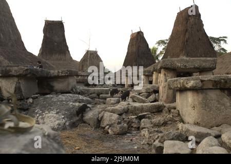 Ferkel, die auf Steinen zwischen megalithischen Gräbern im Hintergrund traditioneller Häuser im traditionellen Dorf Tarung in Soba Wawi, Loli, Waikabubak, West Sumba, East Nusa Tenggara, Indonesien. Stockfoto