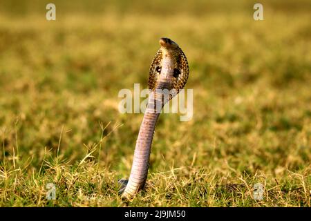 Die indische Kobra, auch bekannt als Brillenkobra, Asiatische Kobra oder Binocellatkobra, ist eine Art der Gattung Naja, die in Indien, Pakistan, gefunden wurde. Stockfoto