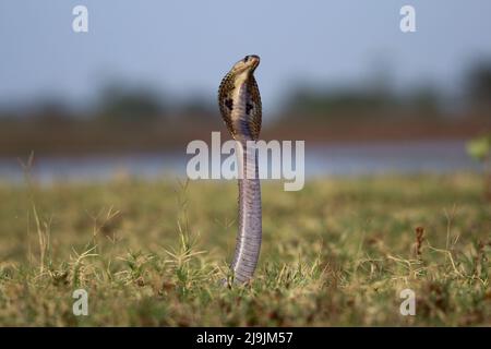 Die indische Kobra, auch bekannt als Brillenkobra, Asiatische Kobra oder Binocellatkobra, ist eine Art der Gattung Naja, die in Indien, Pakistan, gefunden wurde. Stockfoto