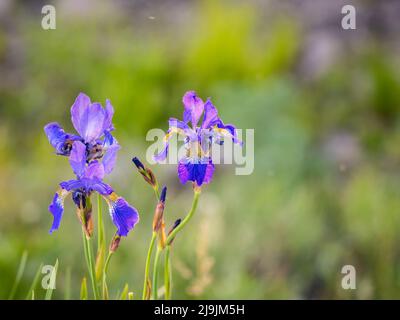 Schöne blaue Blüten der sibirischen Iris im Frühlingsgarten. Iris sibirica blüht auf der Wiese. Die Koloful Sibirische Iris eine mehrjährige Pflanze mit purpl Stockfoto