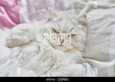Britische Langhaar-weiße Katze liegt auf dem Rücken im Bett. Stockfoto