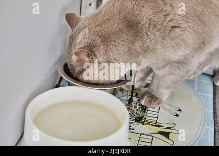 Britische Fliederkatze isst Trockenfutter aus der Schüssel Stockfoto