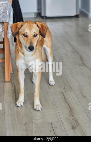 Niedlicher roter Hund mit traurigen Augen steht im Zimmer auf dem Boden und wartet auf den Besitzer Stockfoto