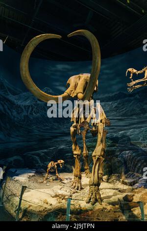 Drumheller, Alberta, Kanada - Mai 2022 das Royal Tyrell Museum of Paleontology beherbergt. Hochwertige Fotos Stockfoto