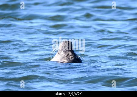 Hvide Sande, Dänemark. 21. April 2022. Eine Robbe (Phoca vitulina) schwimmt im Wasser am Pier vor dem Hafen von Hvide Sande. Quelle: Jonas Walzberg/dpa/Alamy Live News Stockfoto