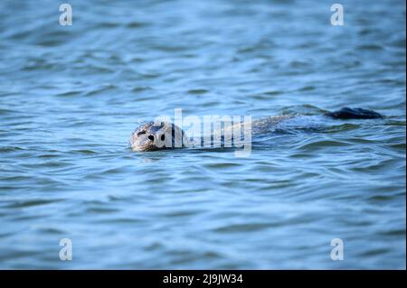 Hvide Sande, Dänemark. 21. April 2022. Eine Robbe (Phoca vitulina) schwimmt im Wasser am Pier vor dem Hafen von Hvide Sande. Quelle: Jonas Walzberg/dpa/Alamy Live News Stockfoto