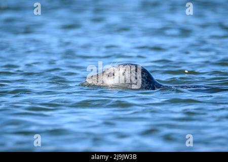 Hvide Sande, Dänemark. 21. April 2022. Eine Robbe (Phoca vitulina) schwimmt im Wasser am Pier vor dem Hafen von Hvide Sande. Quelle: Jonas Walzberg/dpa/Alamy Live News Stockfoto