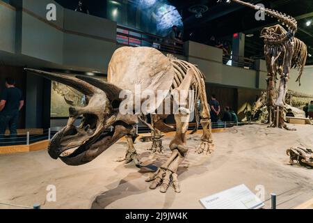 DRUMHELLER, ALBERTA - Mai, 2022 -Triceratops Vorbereitung, sich zu verteidigen, Royal Tyrrell Museum Stockfoto