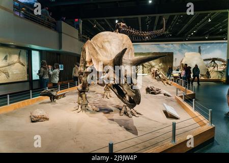 DRUMHELLER, ALBERTA - Mai, 2022 -Triceratops Vorbereitung, sich zu verteidigen, Royal Tyrrell Museum Stockfoto