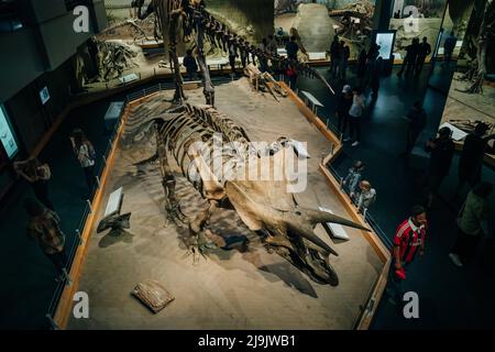 DRUMHELLER, ALBERTA - Mai, 2022 -Triceratops Vorbereitung, sich zu verteidigen, Royal Tyrrell Museum Stockfoto