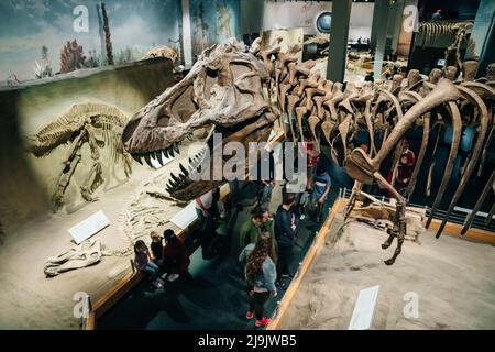 DRUMHELLER, ALBERTA - Mai, 2022 -Albertosaurus Skelett als Laufen dargestellt Stockfoto