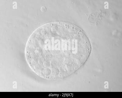Eine Protist-Mikrobe aus einer Wasserprobe, Mikroskopie-Bild mit horizontalem Sichtfeld von ca. 121 Mikrometer Stockfoto